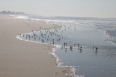 plage du Portel à Ste Cécile